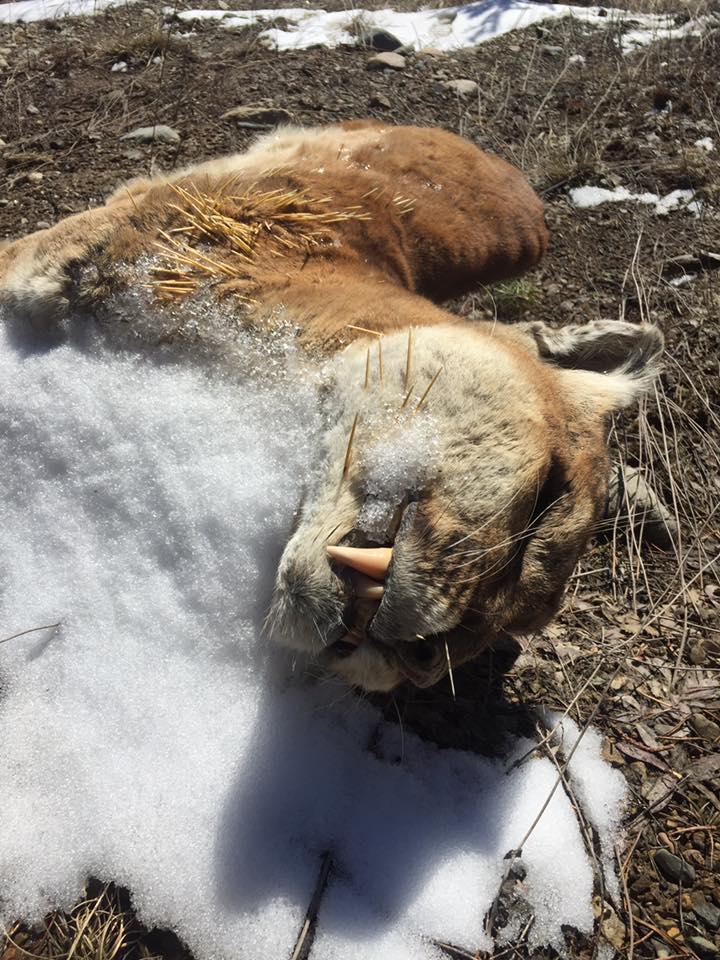 Cougar Carcass Found Near Thunder Bay Northern Wilds Magazine
