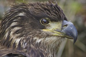 Immature Eagle