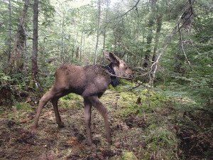 Newly released newborn calf, approximately 3 days old, with GPS collar, May 2014.