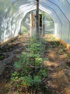 A small hoophouse can really extend the growing season.