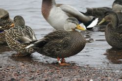 The American black duck (forefront) is often seen mixed in with flocks of closely related mallards. Hybridization between the two species occurs, resulting in ducks of combined lineage. —Photo by Michael Furtman.