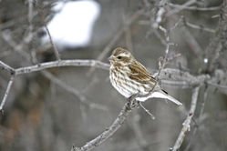 The male purple is a showy late winter visitor to area bird feeders. - Photo by Michael Furtman