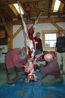 Leslie Gradek and Tom Van Clevework at skinning a deer for the first time, while instructor Shawn Perich and class member Kristine Bottorff watch.