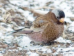 Gray-crowned rosy finch, Cloquet, MN 