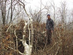 This tree, which held an eagle’s nest, probably fell during windstorms last fall. | Kate Watson 