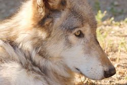 The International Wolf Center reports that Lakota, a 15 ½ year gray wolf, was humanely euthanized in November. International Wolf Center Photo 