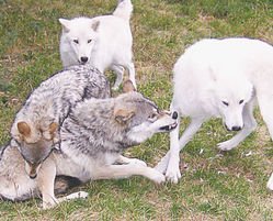 Ritual dominance behavior among wolves can be very intense, but rarely results in injuries to the animals. —Photo by Lori Schmidt, International Wolf Center 