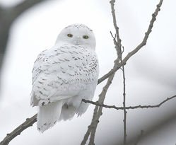 Snowy owls are tundra birds that are seen in the Northern Wilds during the winter. Look for them near open areas, such as the harbor waterfronts of Duluth and Thunder Bay. Photo by Michael Furtman