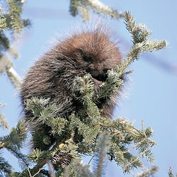 The porcupine is a rodent that primarily feeds on vegetation, including the bark and needles of conifers. Michael Furtman