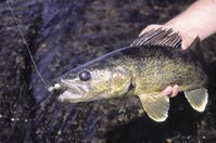 Abundant throughout the Northern Wilds, walleyes bite well on long summer evenings. | Photo by Shawn Perich