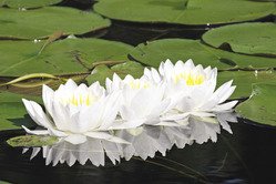 A wilderness trip allows you to get up close to Nature and capture intimate portraits such as this shot of white water lilies. | MICHEAL FURTMAN 