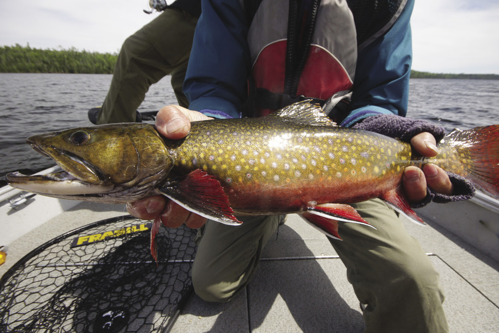 The Nipigon River produces some of the biggest brook trout in the world. | GORD ELLIS