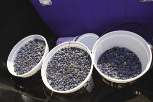 Wild blueberries are as good as it gets when it comes to wild fruit. | GORD ELLIS