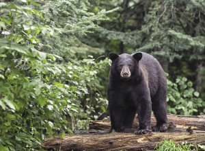 Bears can be a nuisance if precautions aren’t taken. | STOCK