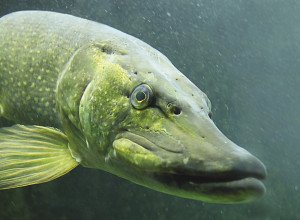 Creating different zones for angling regulations could improve pike fishing in Minnesota. | STOCK