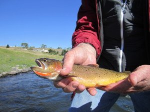Cutthroat trout are native to the Yellowstone River.