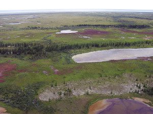 “The tundra hooks you. Here was a boundless uninhabited landscape dotted with stunted trees and punctuated with small ponds in a palette of colours, from rust, yellow, green, to turquoise, black, ivory, and brown (the colour depending on the plants and minerals in the water)."