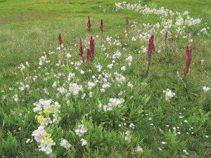 “Looking back, one of my favourite memories was going for an early evening hike along the Hudson Bay coastline. The tundra was a surprisingly colourful spectacle of wildflowers in glorious bloom.”