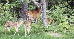 Deer numbers are on the rise this year. | DNR