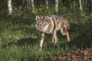 A wolf encounter can be scary. Learn how to handle one by visiting www.dnr.state.mn.us. | STOCK