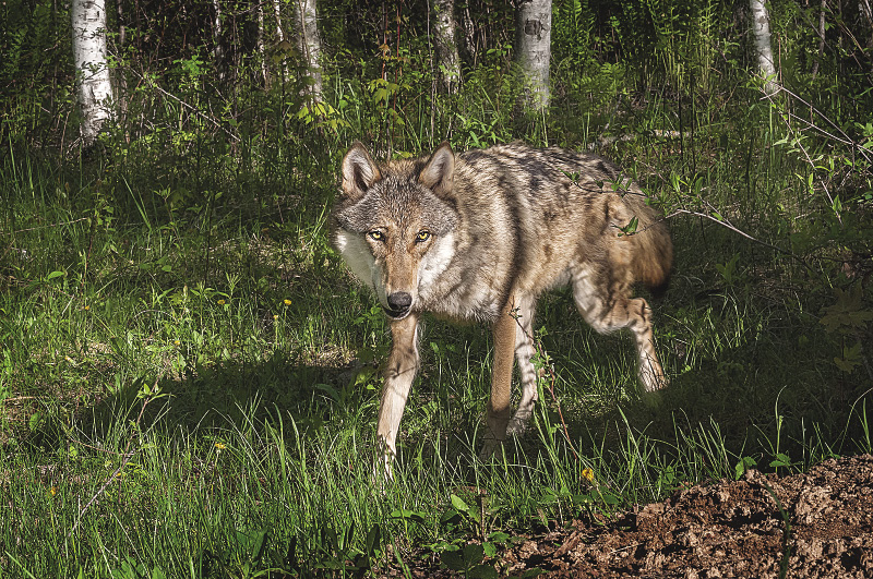 Bicyclist Encounters Wolf on the Highway - Northern Wilds Magazine