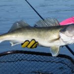 The walleye is is sometimes called the "walleyed pike," it is a member of the perch family of fishes and is common throughout the Northern Wilds.