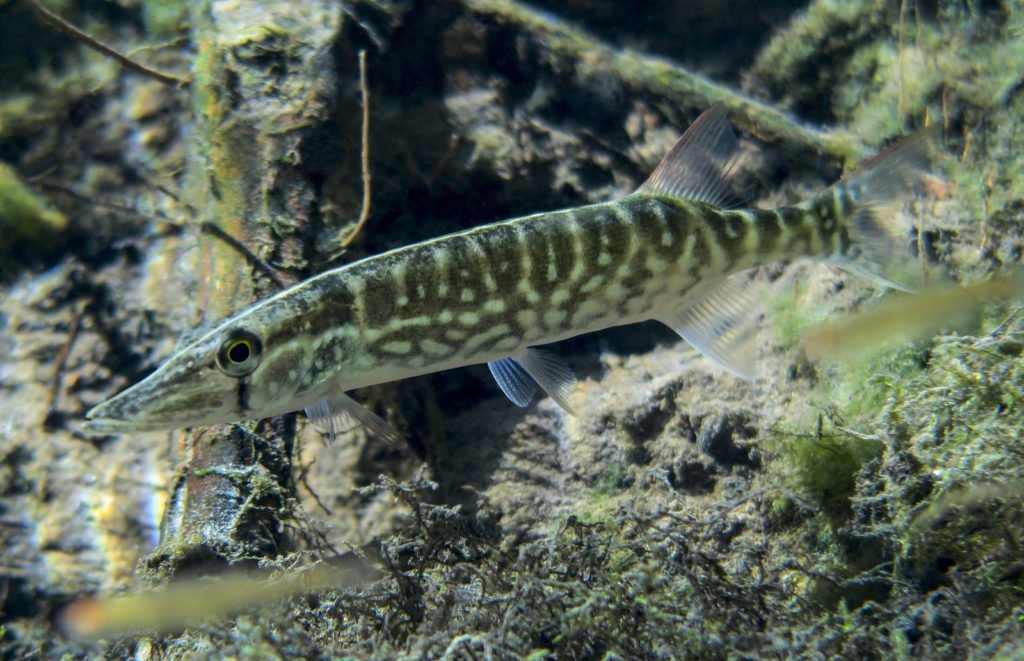 Pickerel are small members of of the pike family, which includes northern pike and muskellunge. While the chain pickerel is common in the East, pickerel are not found in the Lake Superior drainage. 