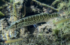 Pickerel are small members of of the pike family, which includes northern pike and muskellunge. While the chain pickerel is common in the East, pickerel are not found in the Northern Wilds