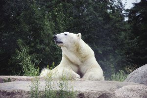 Seeing polar bears in the wild is an extraordinary experience.