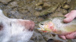 Tanner meets a trout.