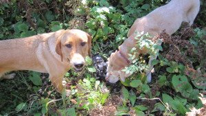 Tanner helps Rainy learn to grouse hunt.