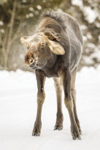 A cow moose, shakin’ all over. | NACE HAGEMANN