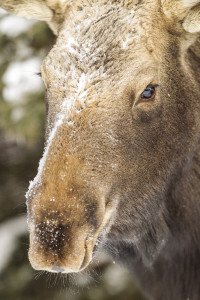 Moose are well-adapted to northern winters and thrive during the cold months. |NACE HAGEMANN