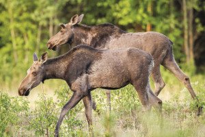 Two yearling moose in stride. Note the small bells behind the chin. | NACE HAGEMANN 