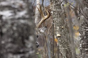 Wariness is a whitetail survival instinct. |Michael Furtman