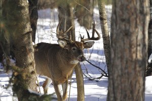 When a whitetail buck steps into view in the deep woods, you have only a few seconds to aim and take a shot before he disappears into the trees. |Michael Furtman
