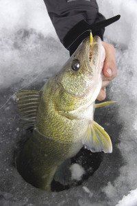  Winter walleyes are most active at first ice. | Gord Ellis