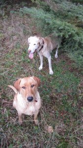 Shawn's dogs; puppy Rainy and Tanner.