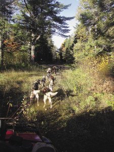 A team of dogs get ready for their morning run.