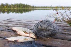 Gill-netting whitefish is a popular autumn activity in northern Minnesota. |STOCK