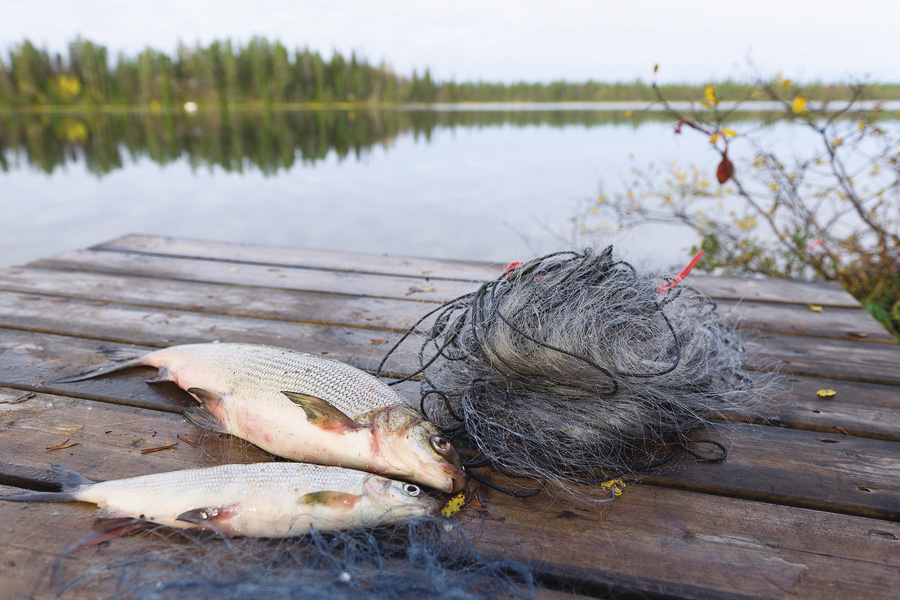 Whitefish and tullibee sport-netting to open on northern lakes - Northern  Wilds Magazine