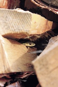 Garter snakes are commonly found in woodpiles. | BRIANNA BAUMANN