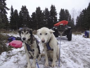 Jorgensen’s sled dogs prepare for a training run. | CASEY FITCHETT