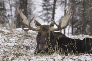 Moose numbers continue to decline. | Stock