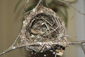 Before people, birds were the world’s first basket weavers, carefully interlacing fibers to build shelter and comfort. | Julia Prinselaar