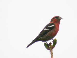 White-winged crossbill