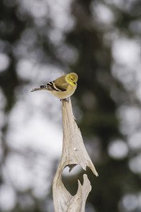 American goldfinch