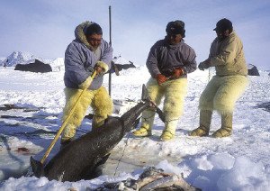 Native men pull up a Greenland shark during one of Schurke’s trips to the arctic. | Submitted