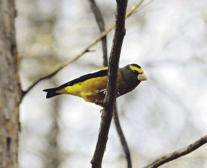 Evening grosbeak