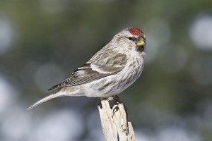 Common redpoll